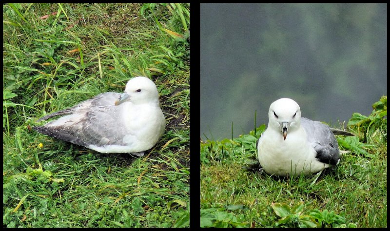 A (80) Fulmars.JPG